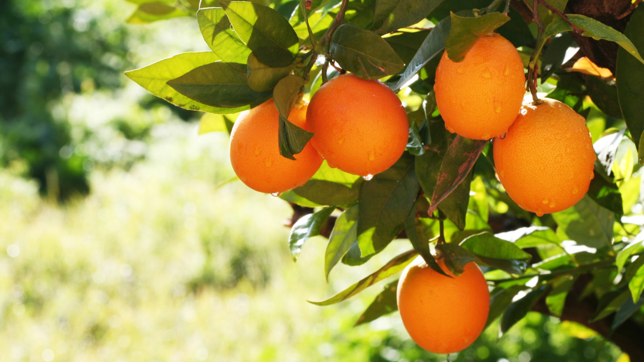 Oranges treat common vaginal infections