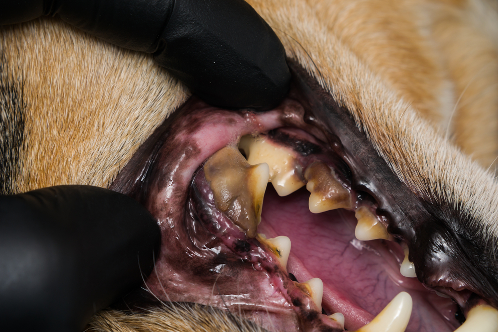 Dog with dental disease