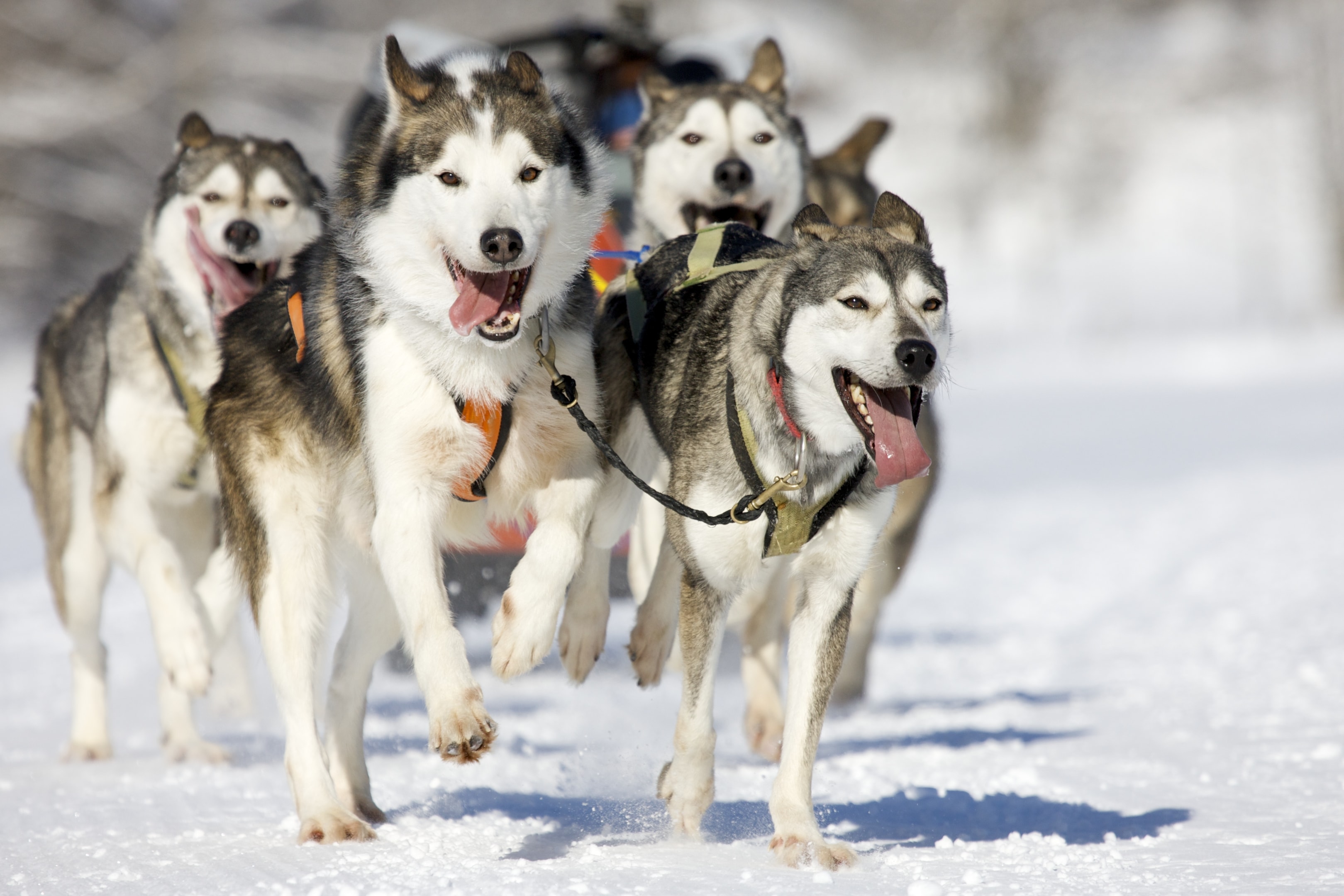 a close up view of sled dogs 
