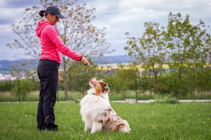 Dog Training | Owner training Australian Shepherd Dog