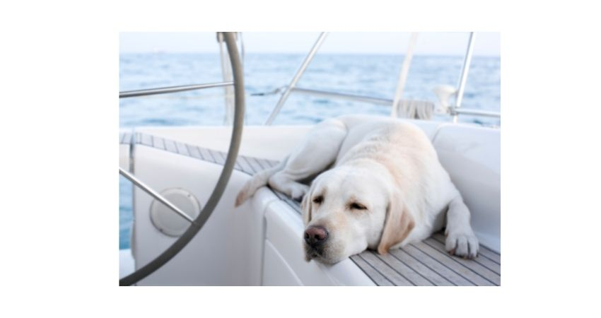 cute, sleepy dog on boat