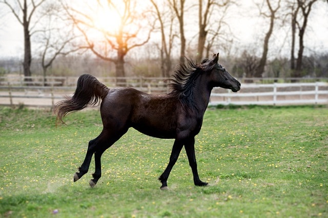 animal, horse, mammal