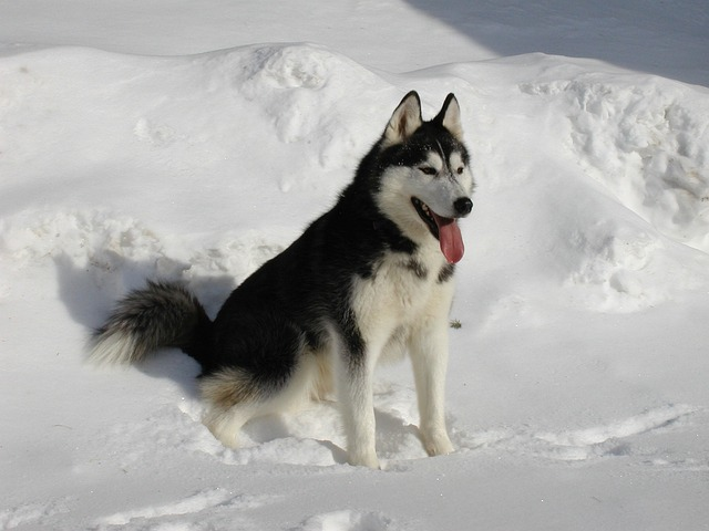 siberian husky, snow, dog