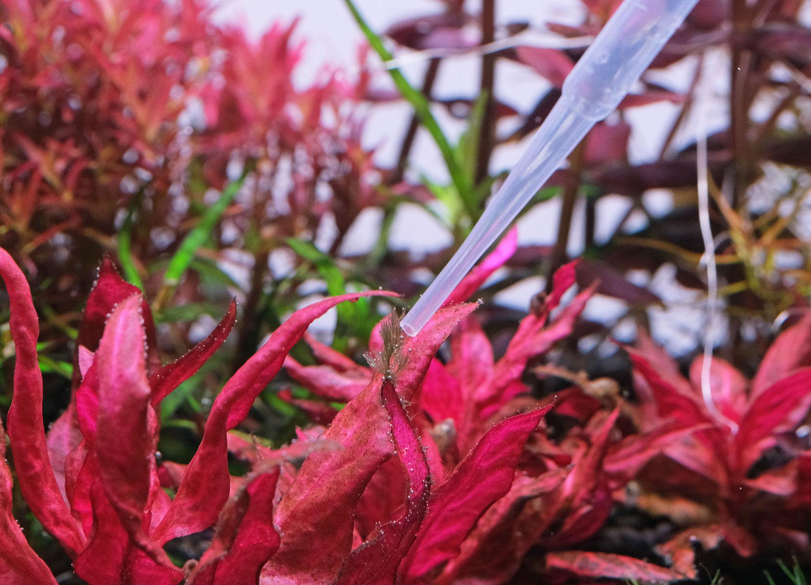 Pipette pointed at algae growing on the tip of Alternanthera 'variegated'