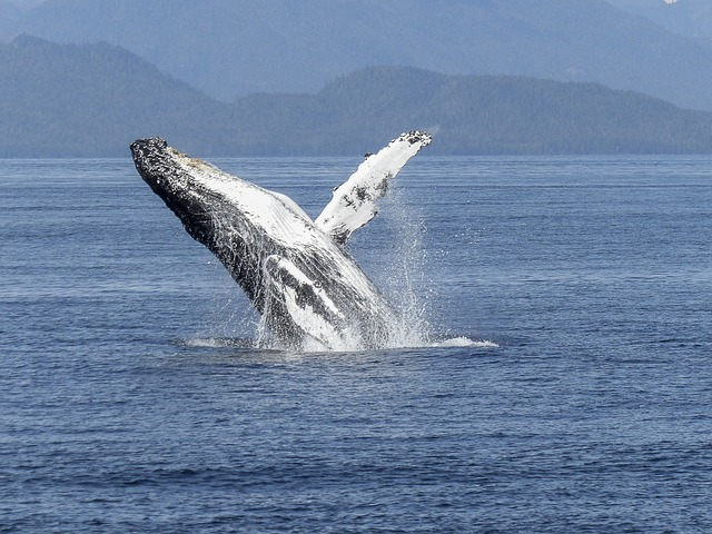 humpback whale, natural spectacle, nature