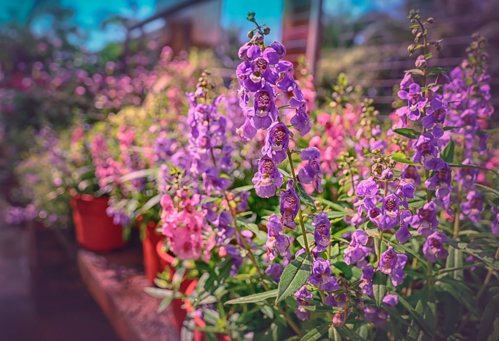 28 Beautiful Flower Names That Start With A 16