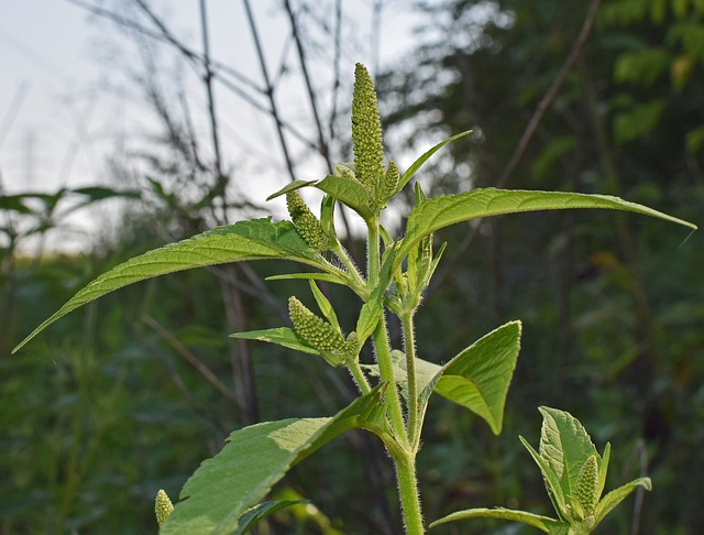 amaranth, seed, food