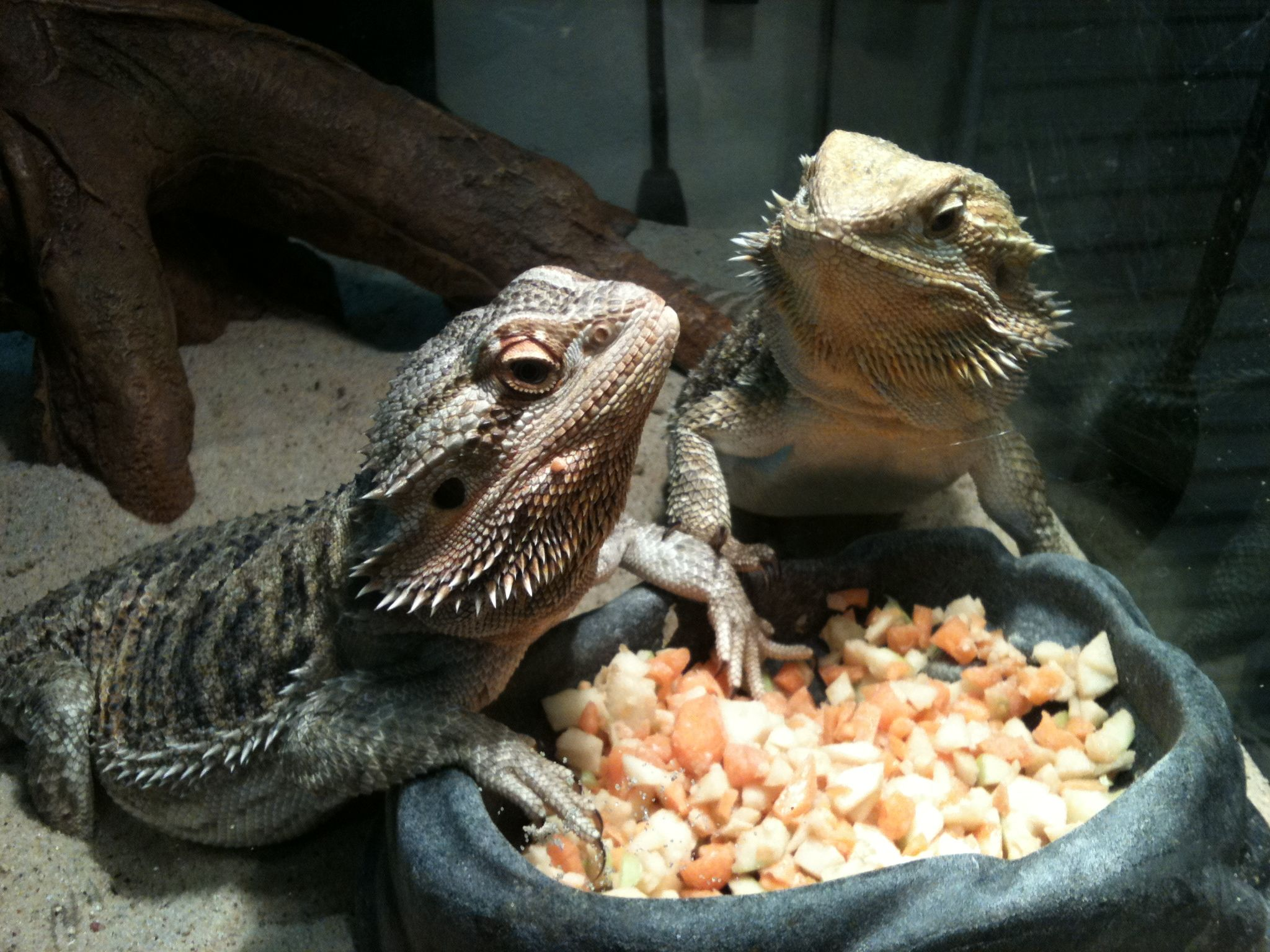 female bearded dragon live together
