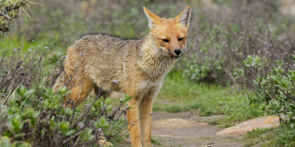 Andean fox, foxes