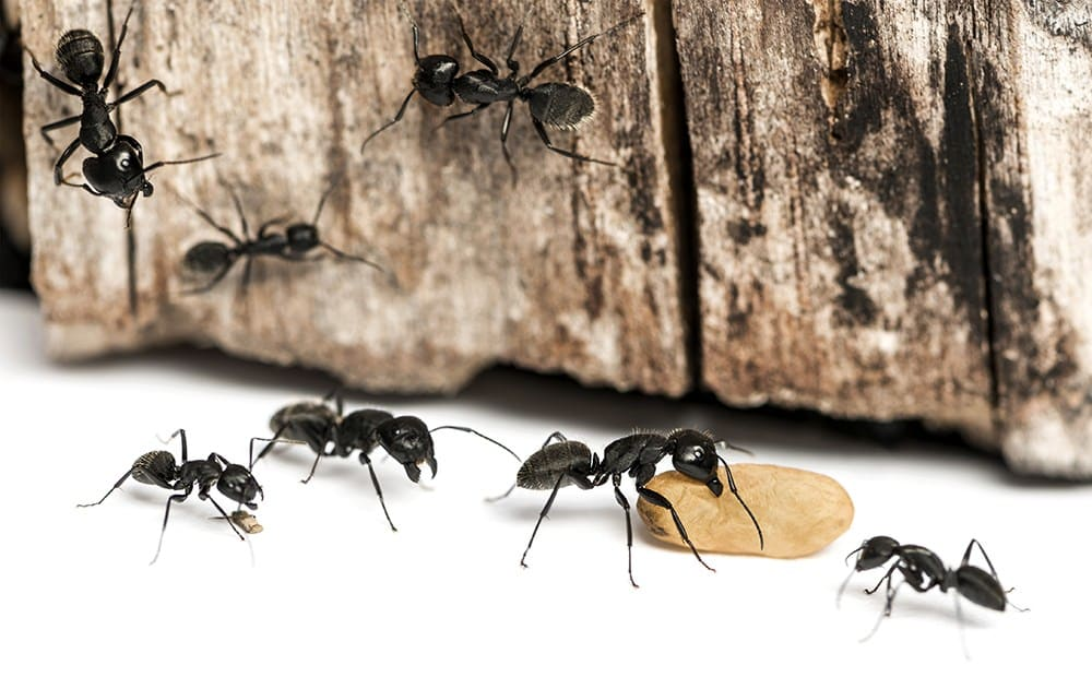 Big Black Ants Found In Homes and Outdoors