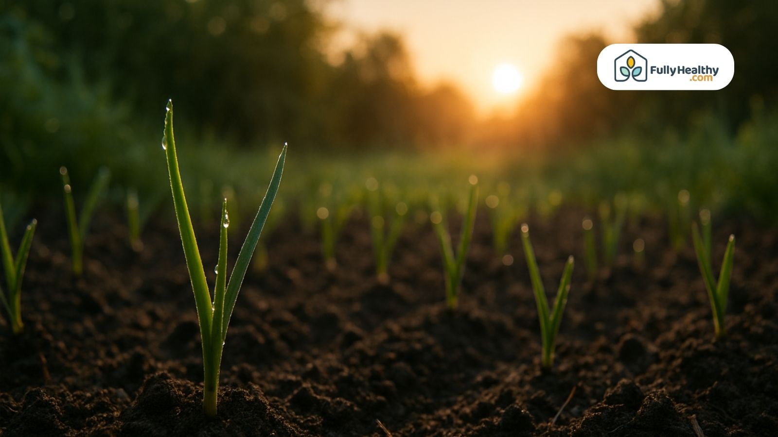 Garlic sprouts growing in early morning sunlight on fresh soil rows