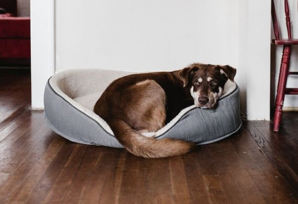 Big Brown Dog In A Large Dog Bed