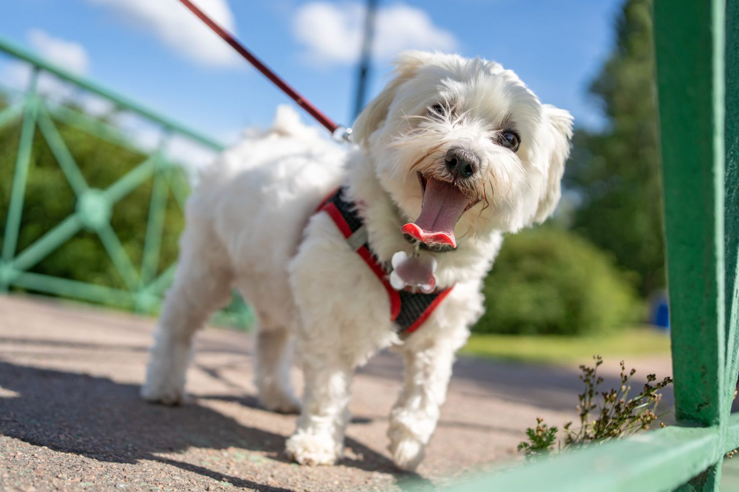 dog, happy dog