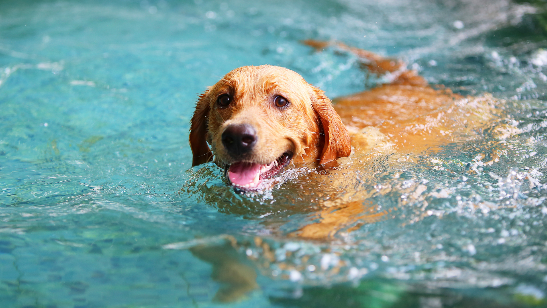 Hund, Hunde, ältere Hunde
