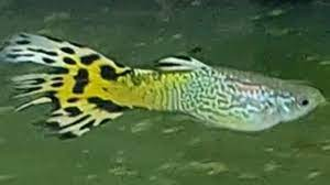 Do guppies tails can grow back? how to cure fin rot or nipped tail in  guppies. treating fish fin rot - YouTube
