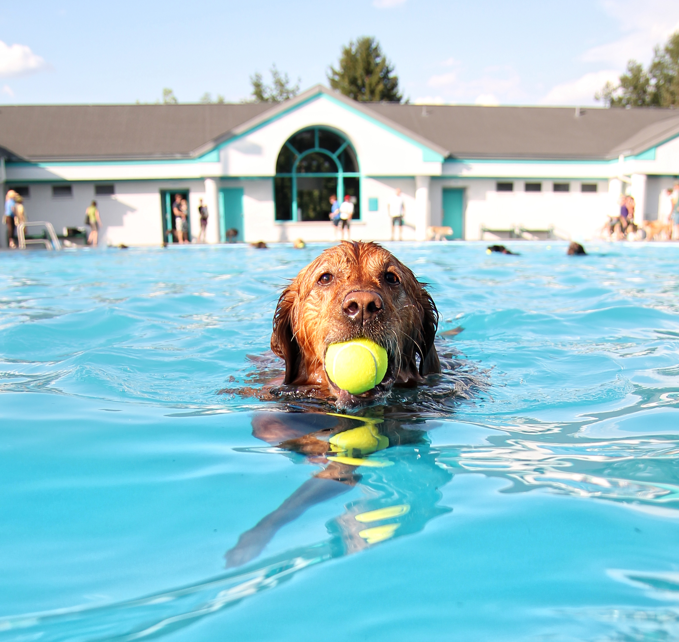 keep pets out of the pool 