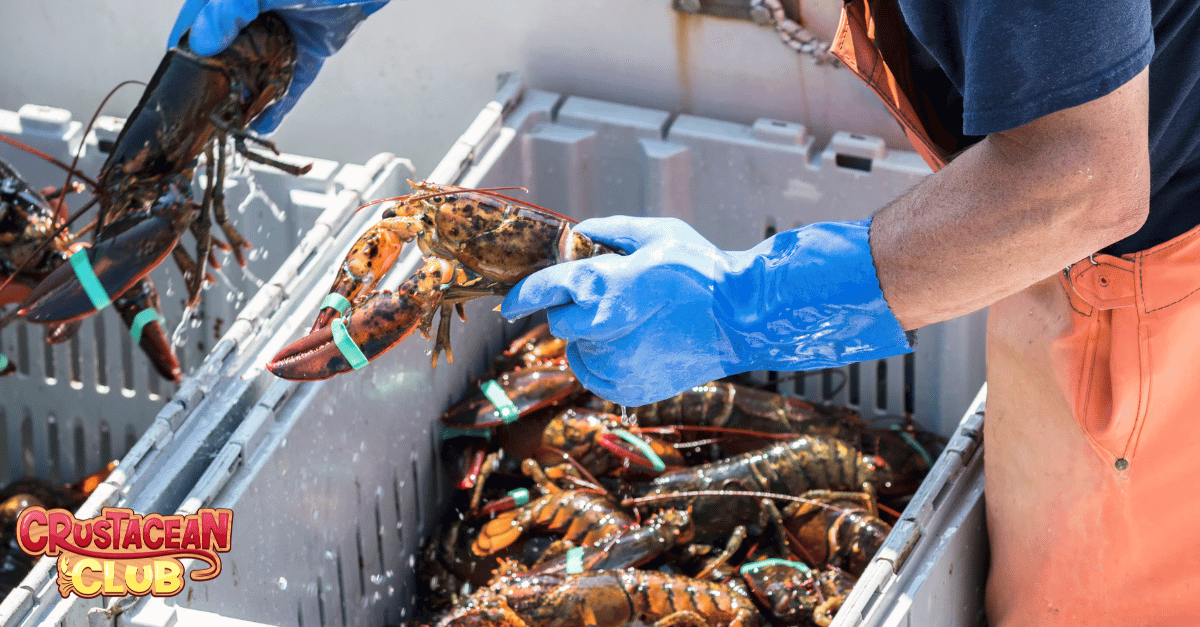 A large batch of caught lobsters