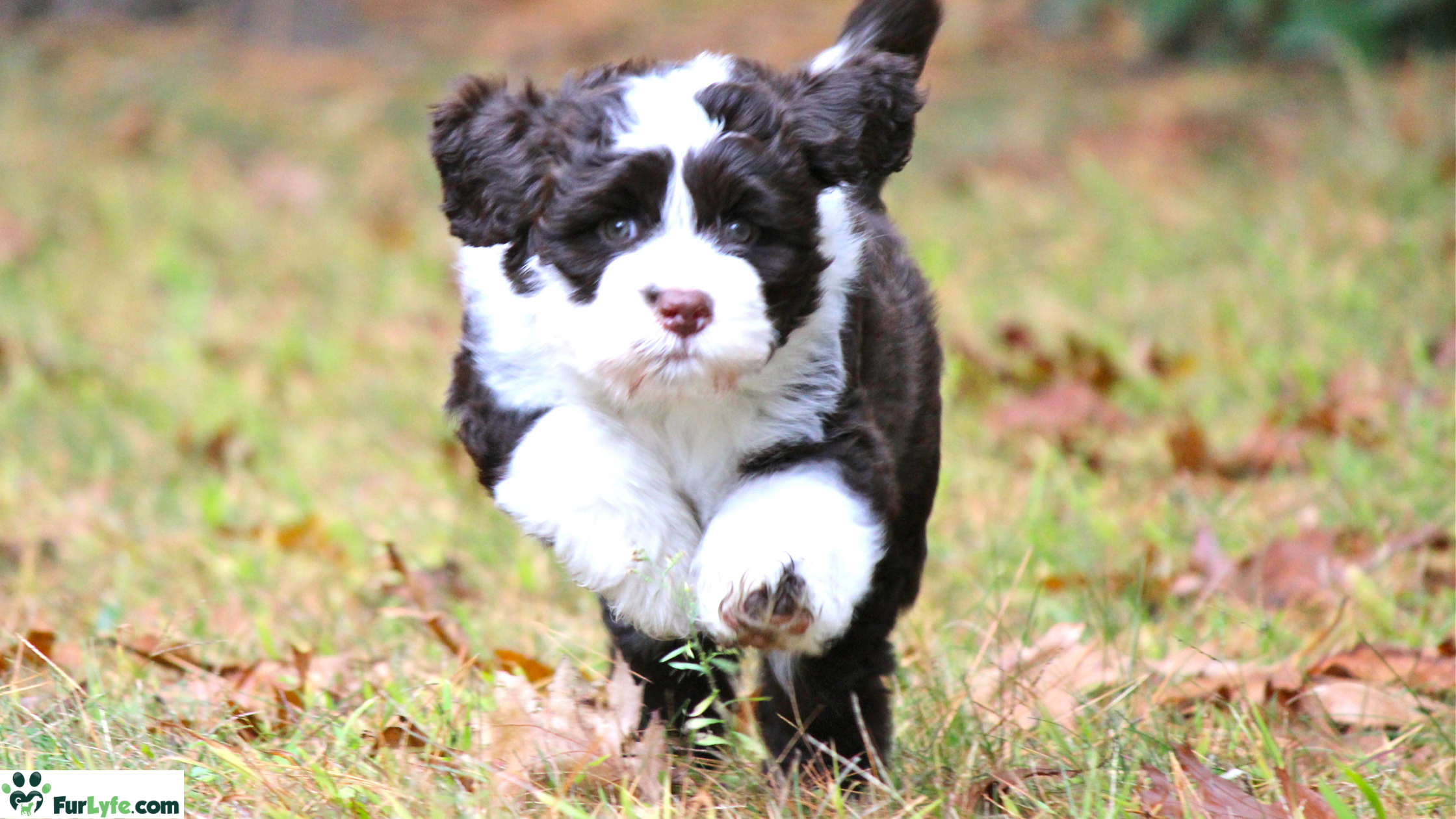 A puppy Portuguese Water Dog running in a field