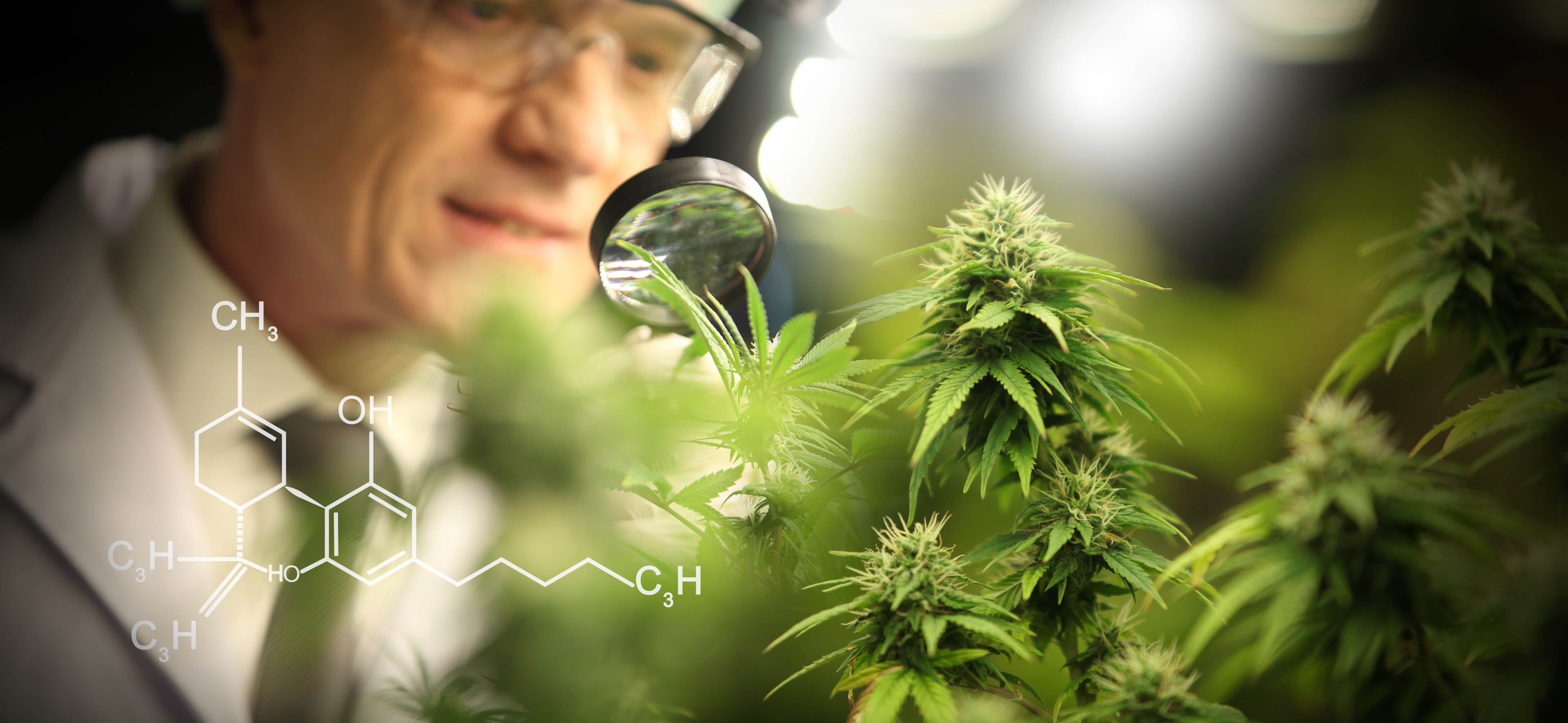 THC gummies, whether hemp or marijuana, come from the cannabis plant family. People can also extract cannabis oil to use in various products as well.