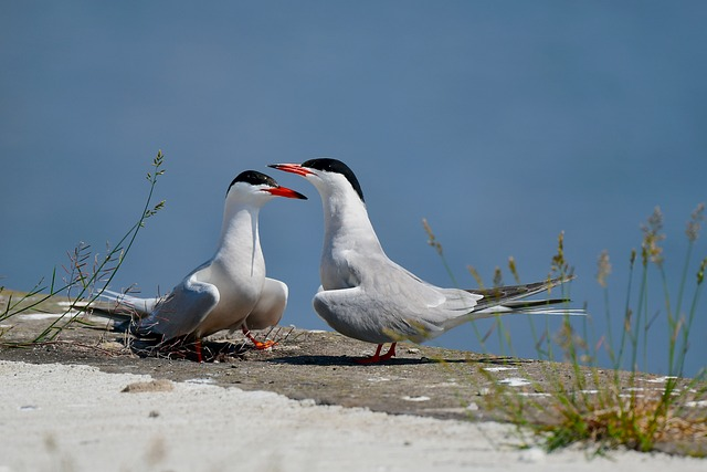 Bird, tern. Birds that start with K