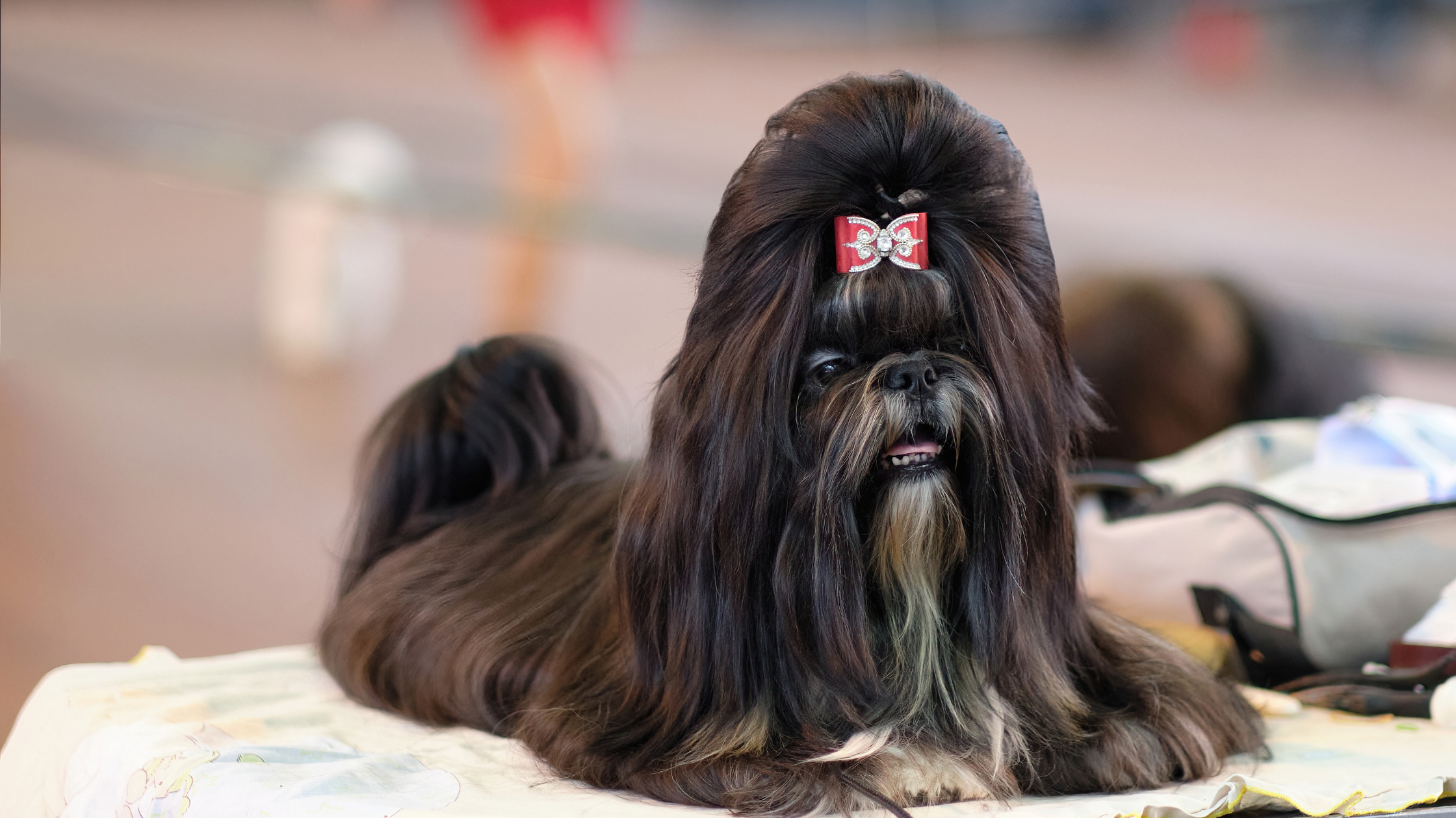 A well groomed Shih Tzu