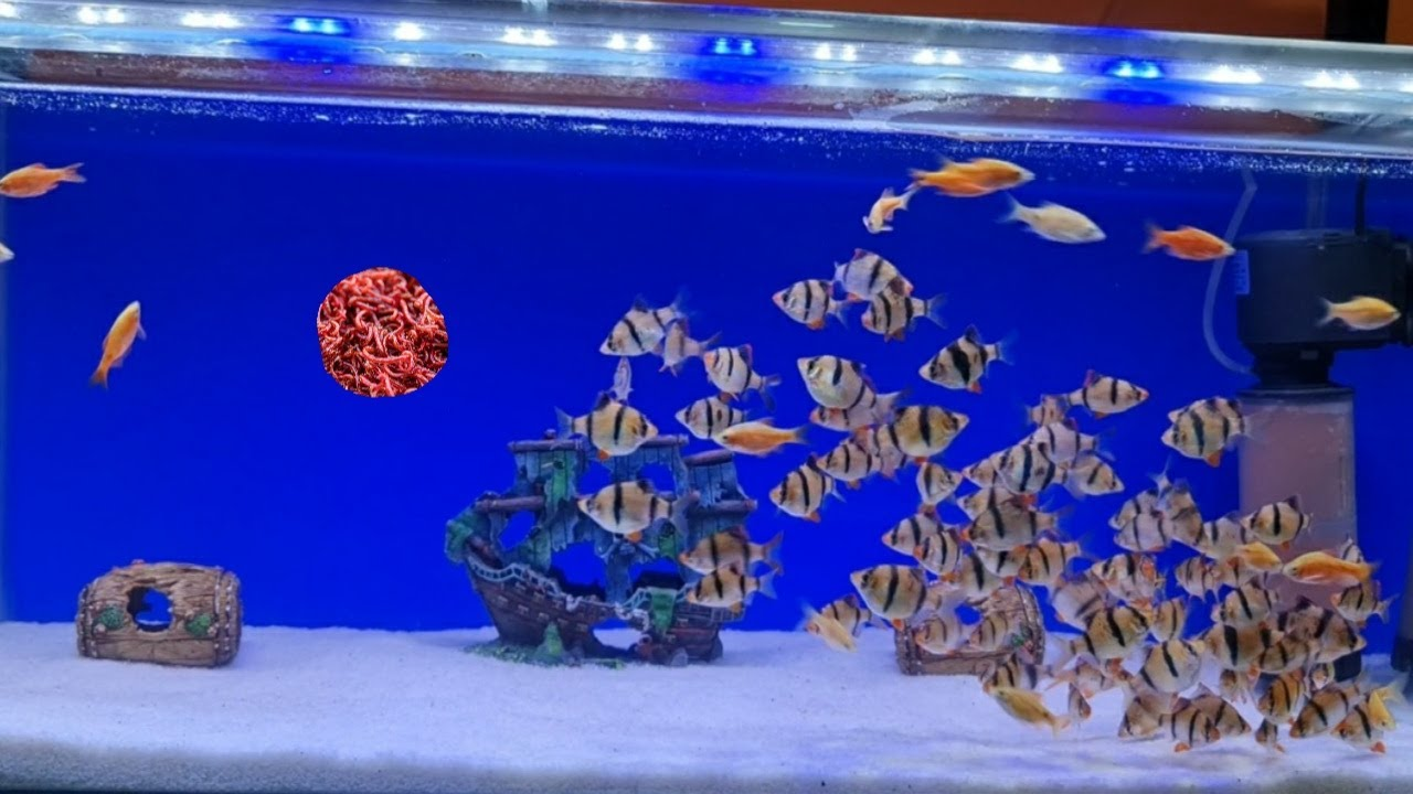 Swimming group of Tiger Barbs