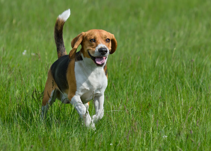 A Beagle dog with brown and white fur
