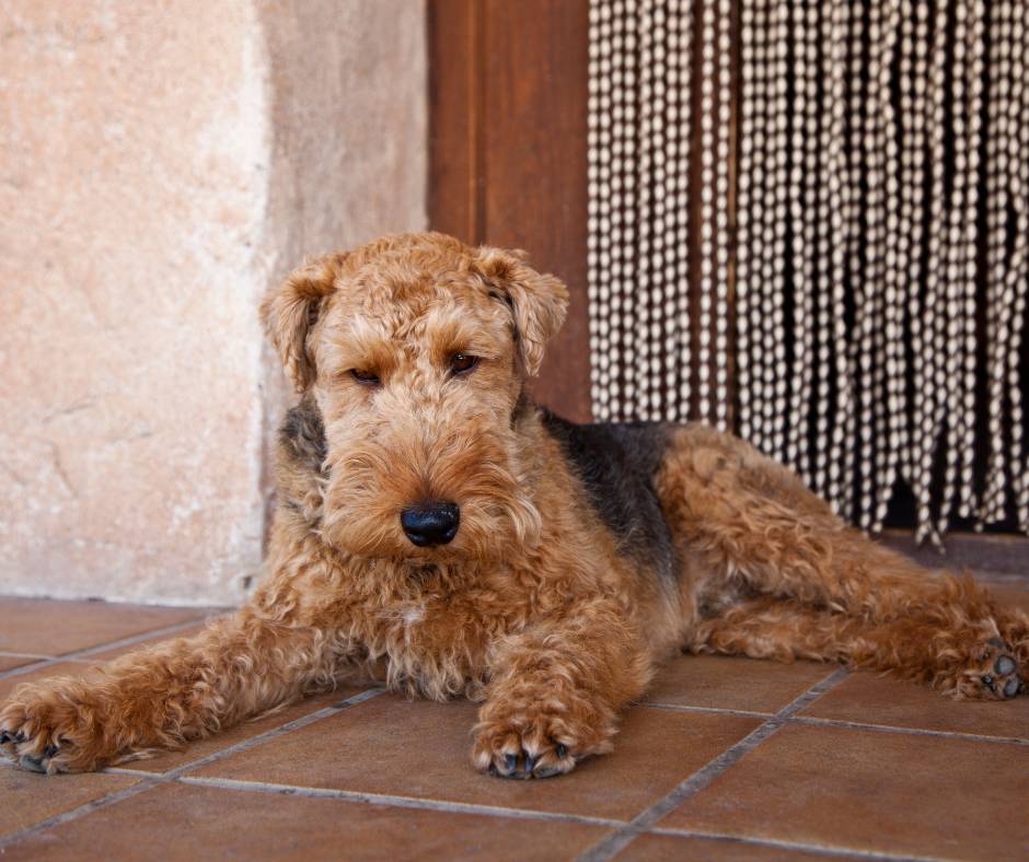 An Adult Welsh terrier laying on a tiled floor