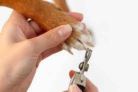 How To Sedate A Dog For Nail Clipping - We Are Here To Help You