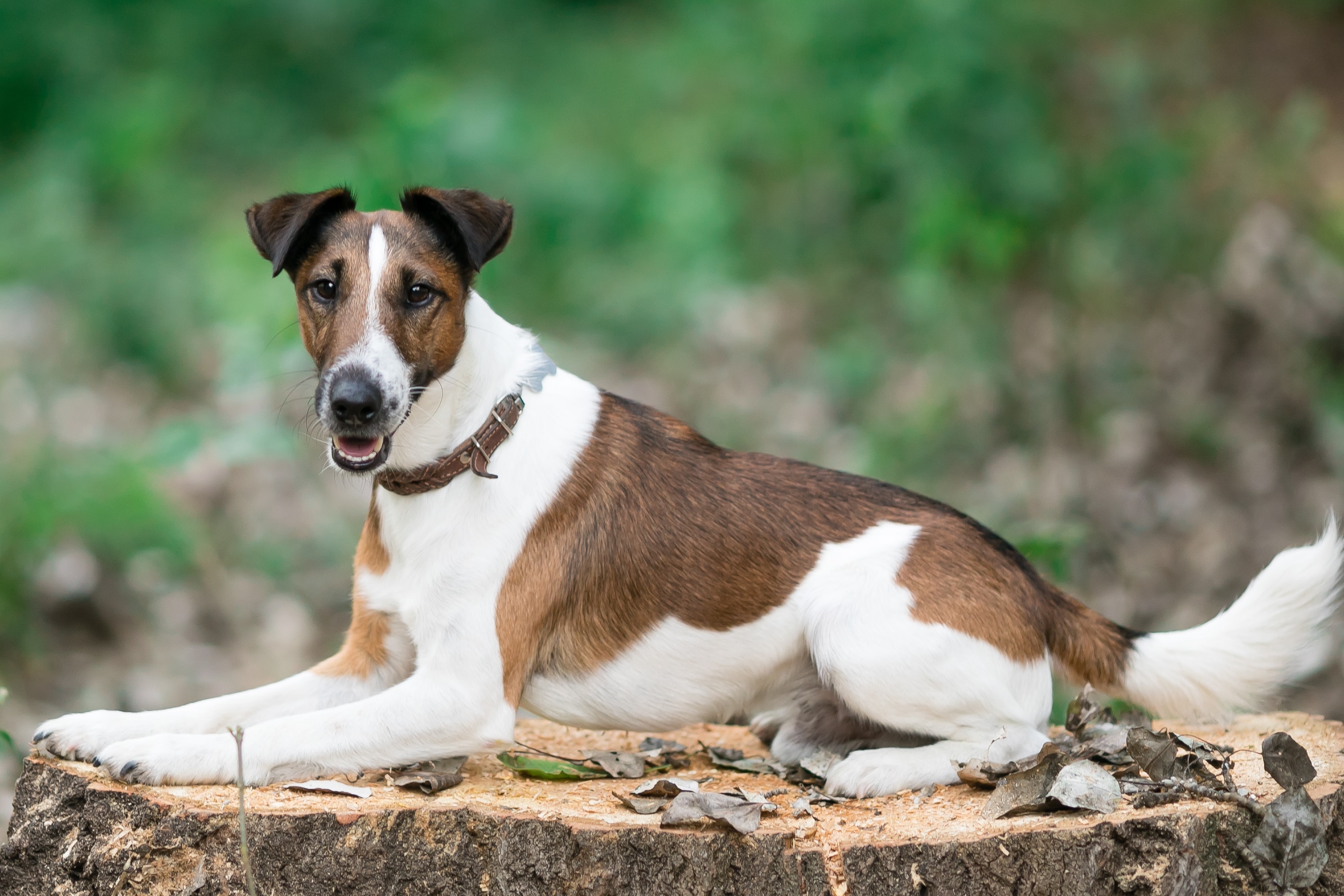 A Smooth Fox Terrier laying on a cut tree stump