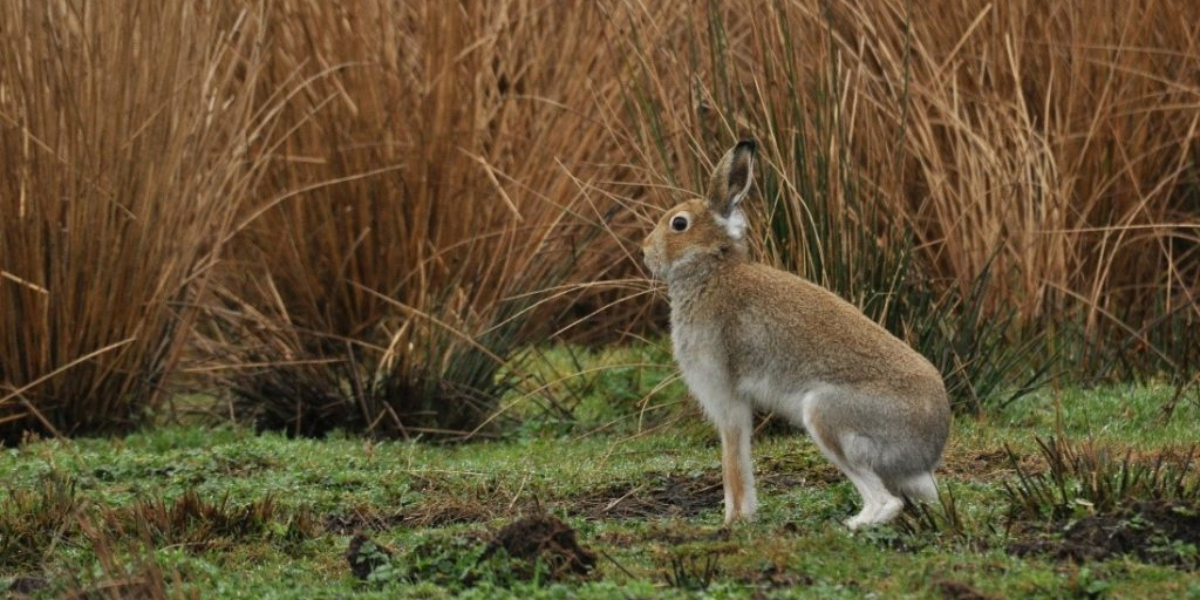 common dangerous animals in ireland