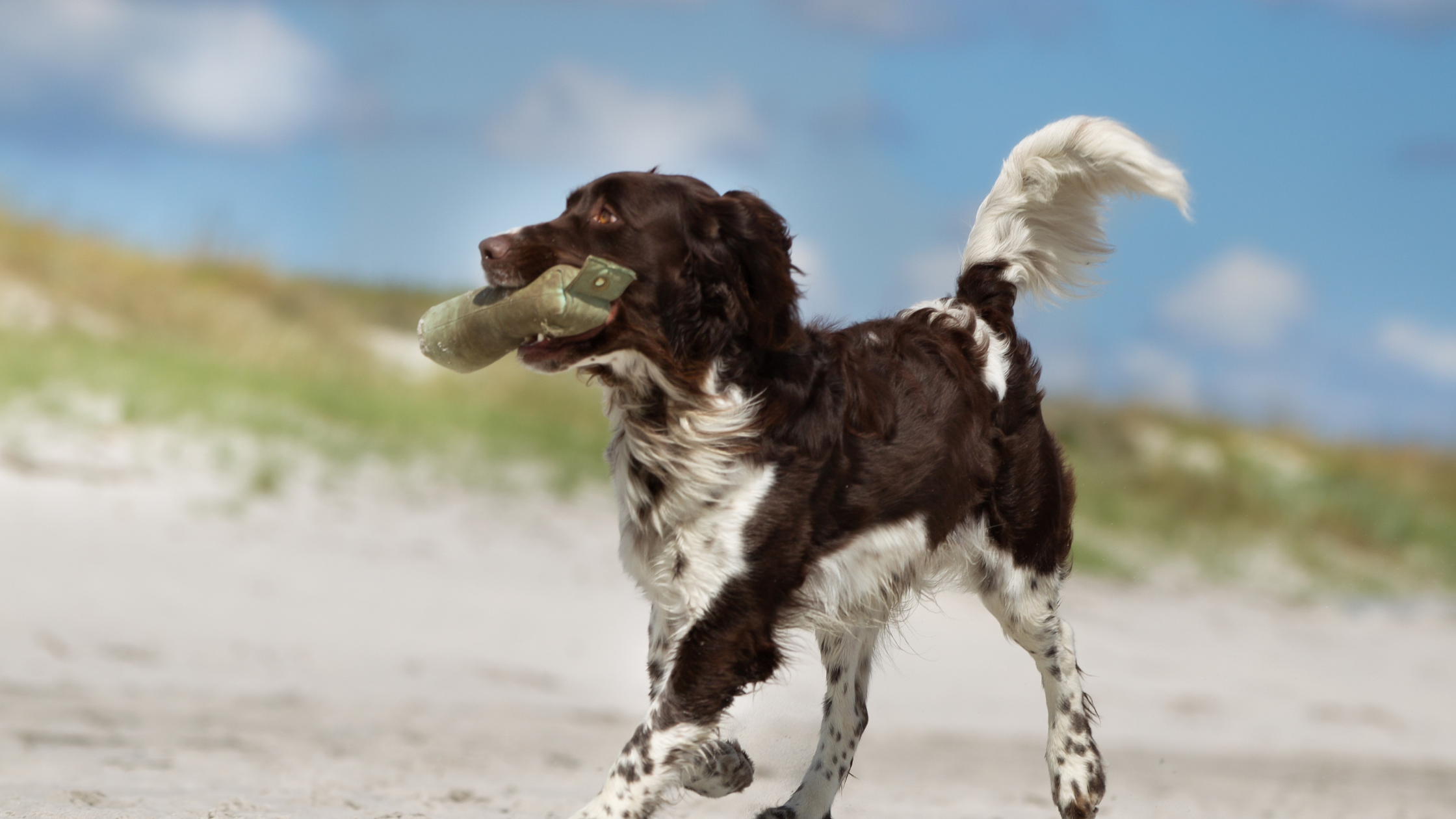 A happy Small Munsterlander jogging on a beach after retrieving a toy from the water