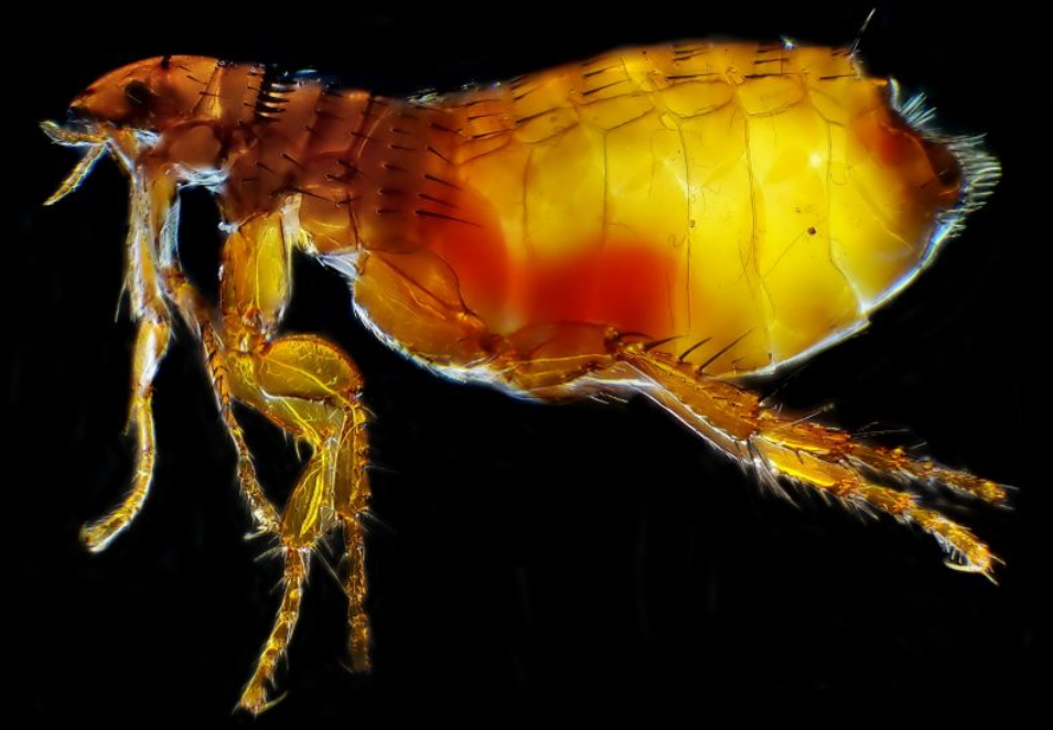 What do fleas look like to the human eye?