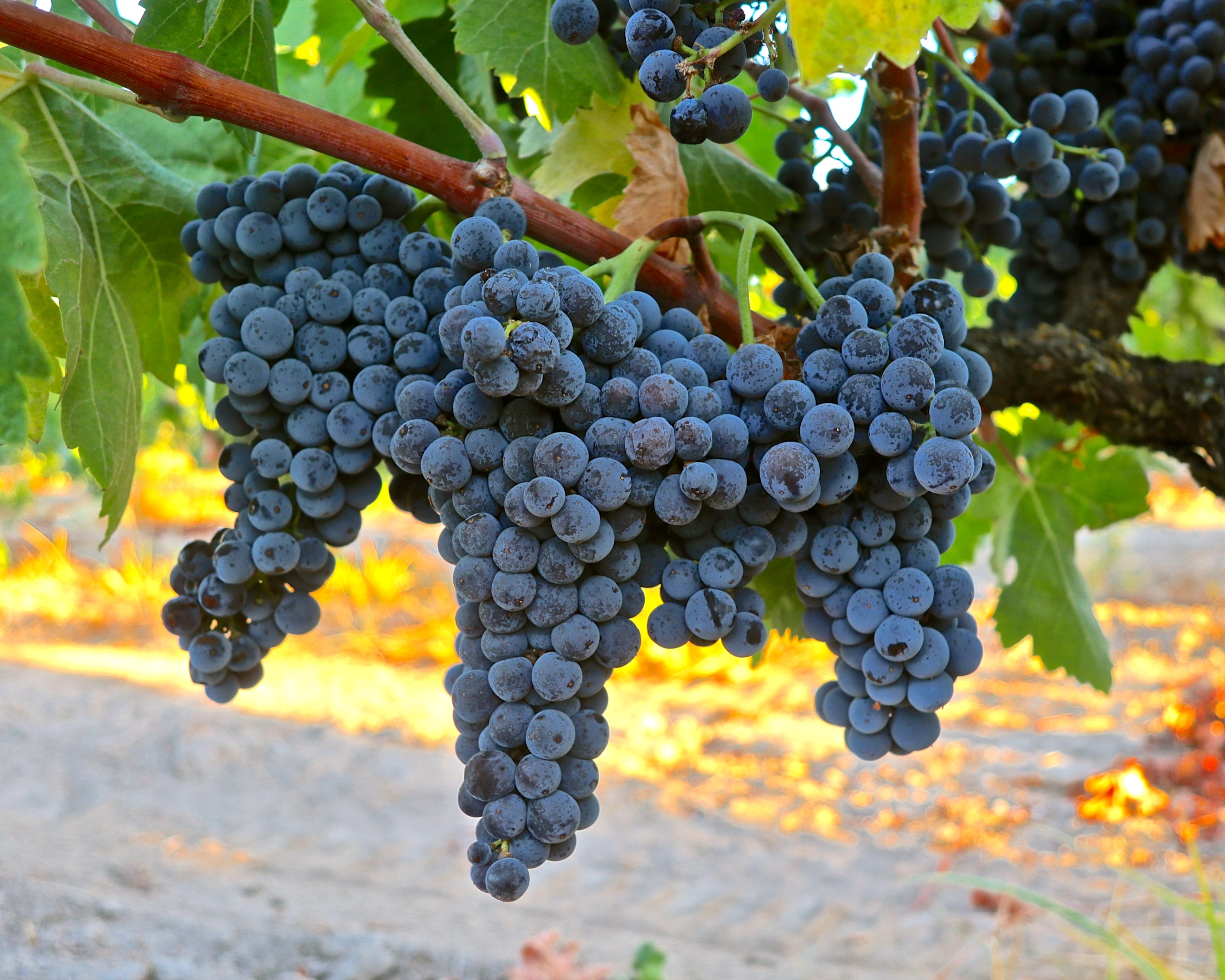 Nicolini Ranch - Carigan bunches of grapes