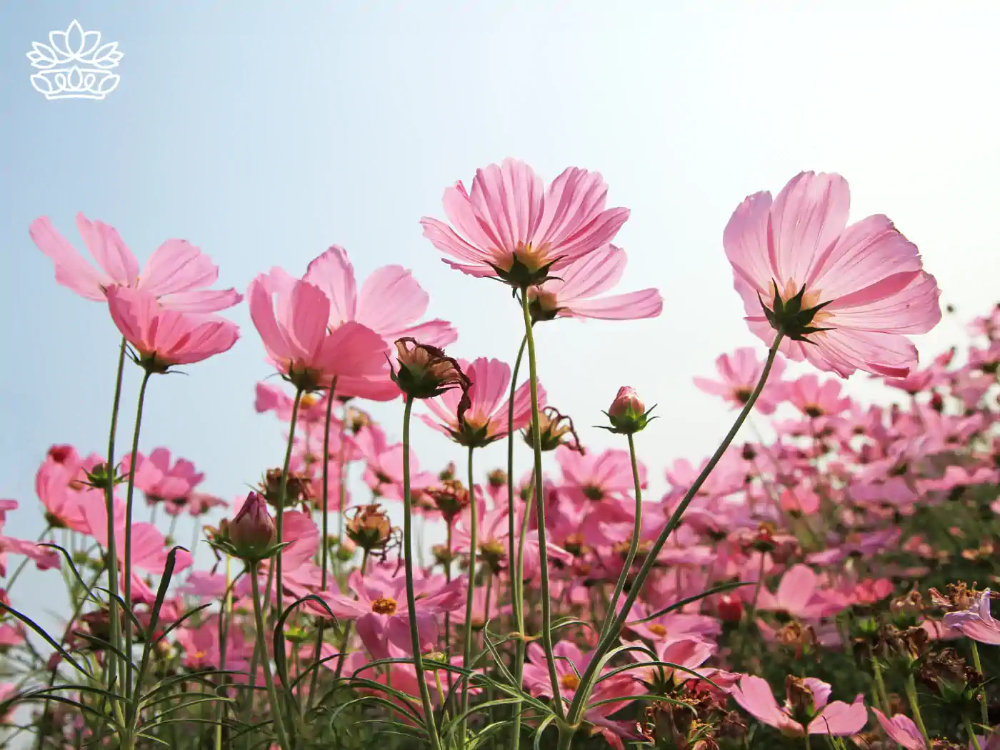 Delicate pink cosmos flowers blooming vibrantly under a soft blue sky, symbolizing gentle beauty and spring's fresh start. Fabulous Flowers and Gifts: Flower Arrangements Under R500, Delivered with Heart.