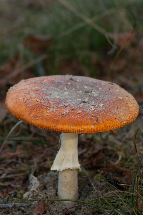 Growing magic mushrooms 
