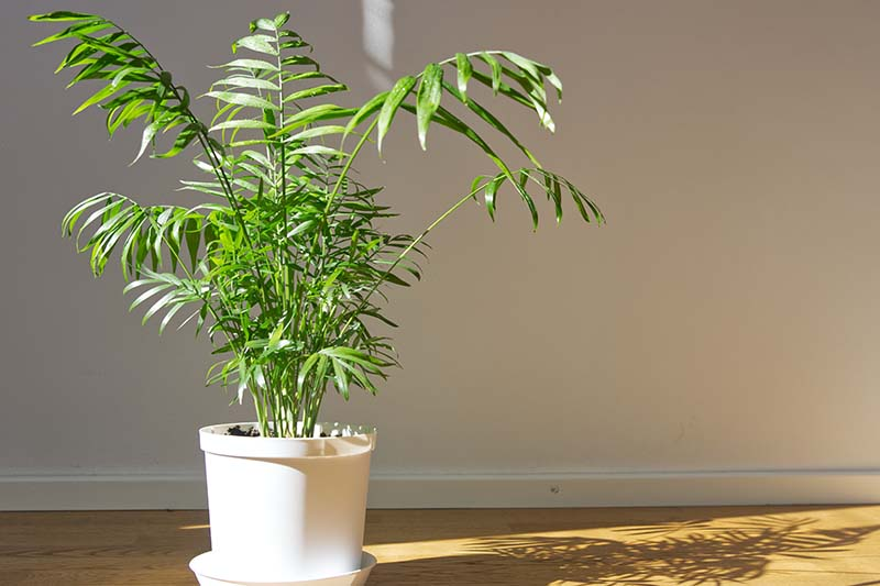 palm plants indoor, palm trees