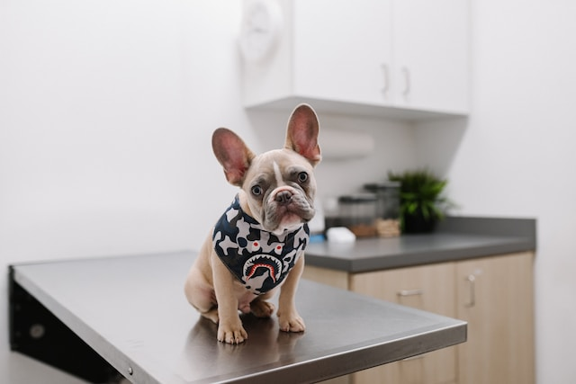 White And Black French Bulldog Puppy Wearing A Vest