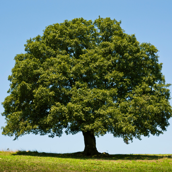 Picture of an Oak tree, a common type of tree, sometimes referred to as, "deciduous trees."