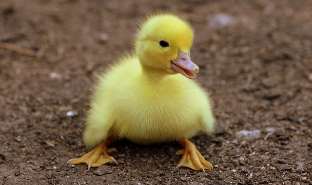 duckling, birds, yellow