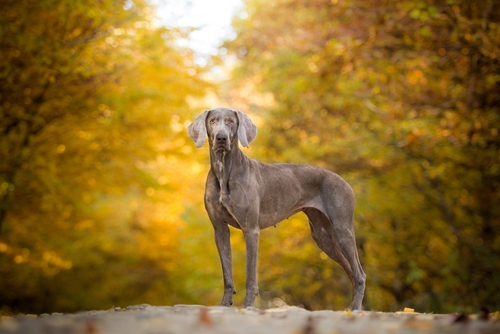 A side view of a Weimaraner in an autumn forest