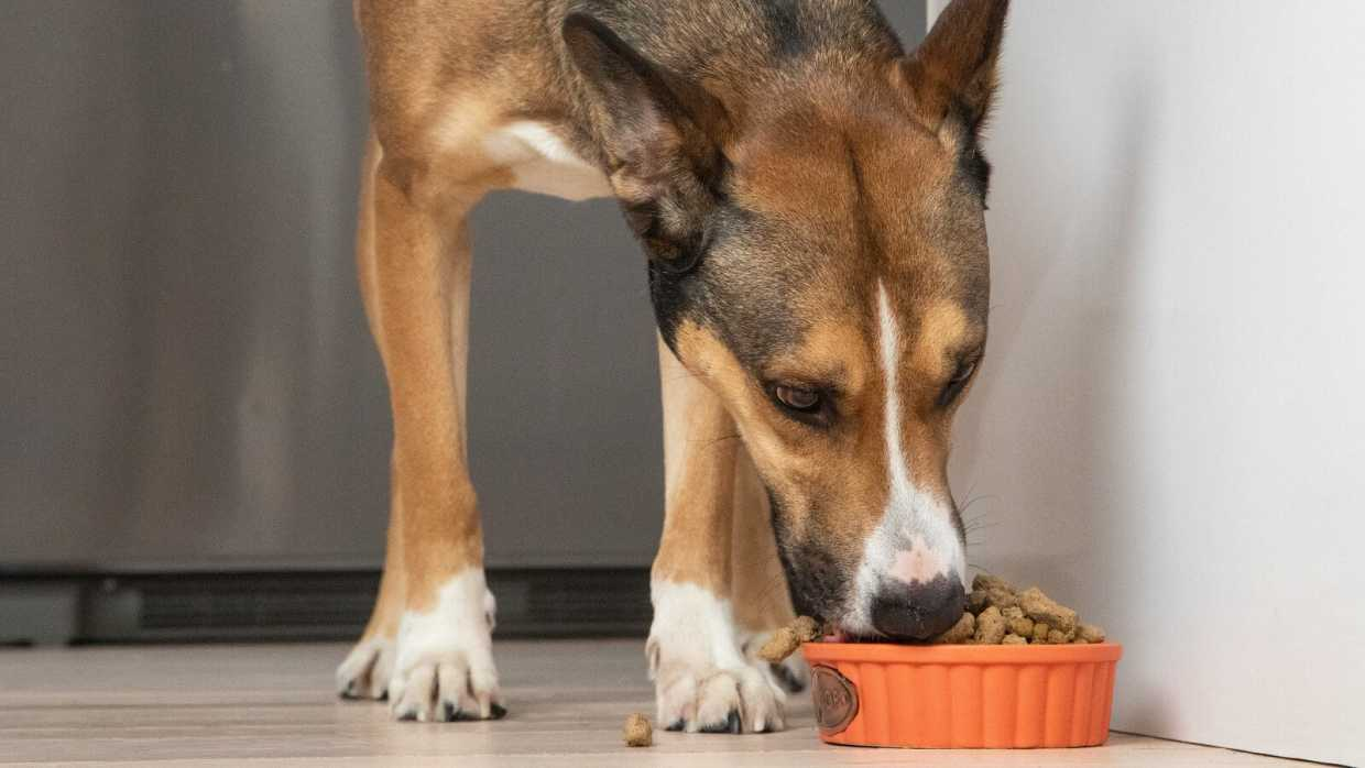 how could you evaluate best dog food Australia