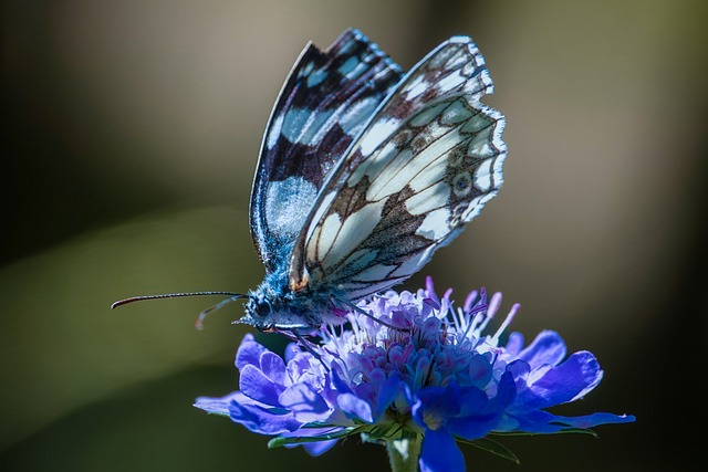 butterfly, flower wallpaper, flower