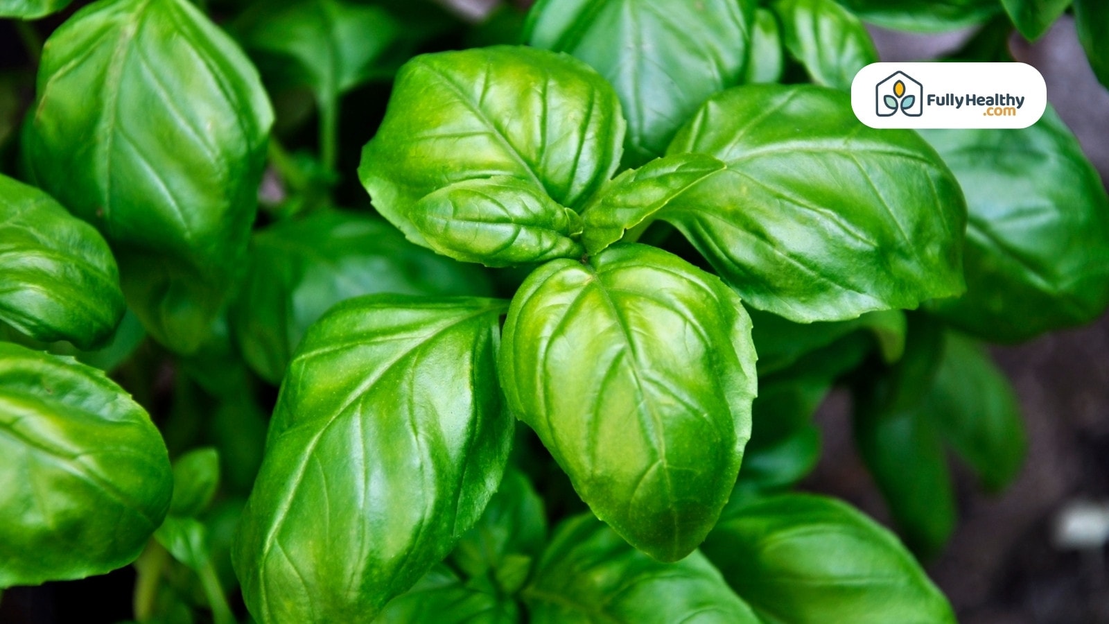 Lush green basil leaves growing together in a herb garden