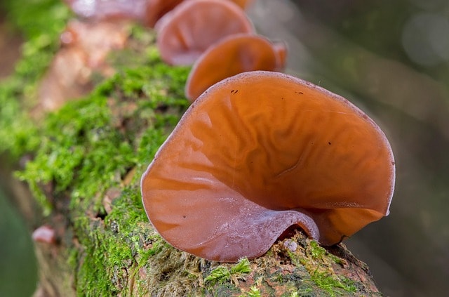 犹大耳、蘑菇、中国蘑菇、耳垂蘑菇、食用菌、干蘑菇、犹大耳、犹大耳、犹大耳、犹大耳、干蘑菇