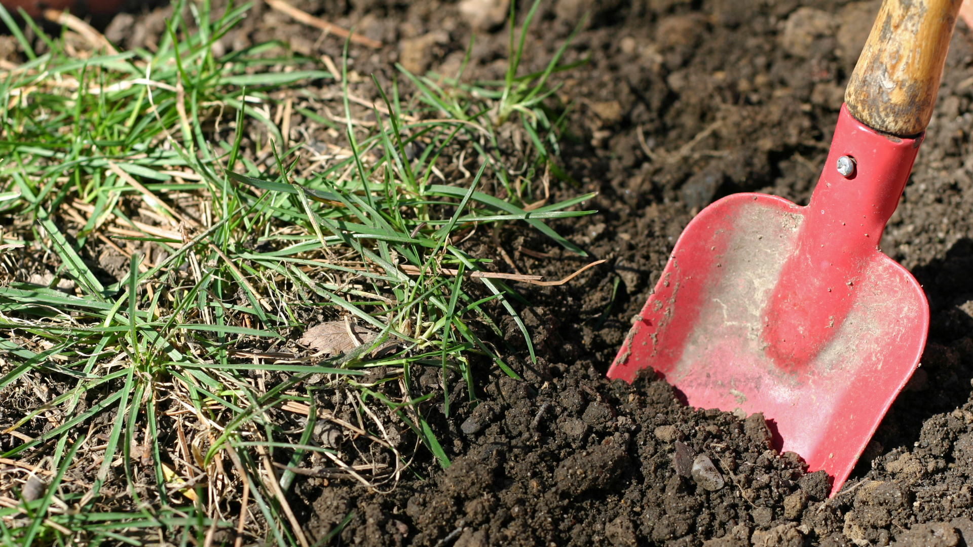 A shovel in a hole in a yard. Wood chips from trees can provide valuable fill.