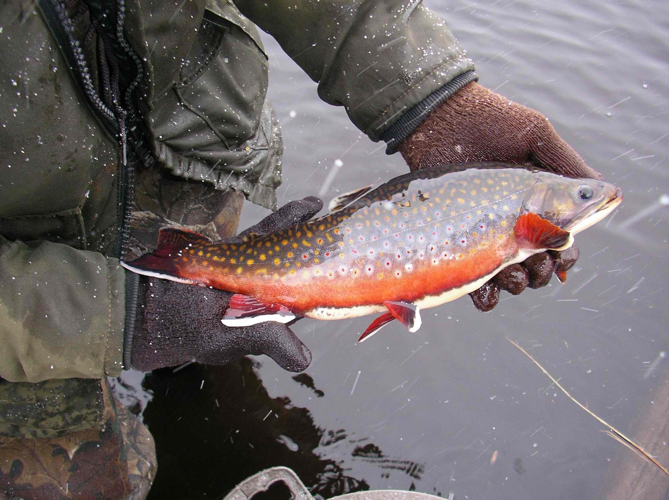  Brook trout are a beautiful native fish of the Adirondacks.