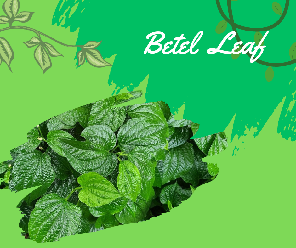 betel leaf plant, piper betle