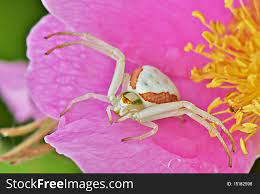 Goldenrod Crab Spider - Free Stock Images & Photos - 15182598 |  StockFreeImages.com