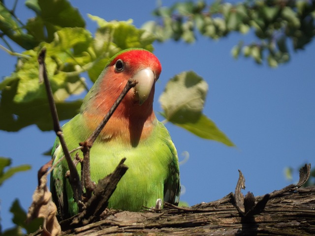 parrot, bird, lovebird